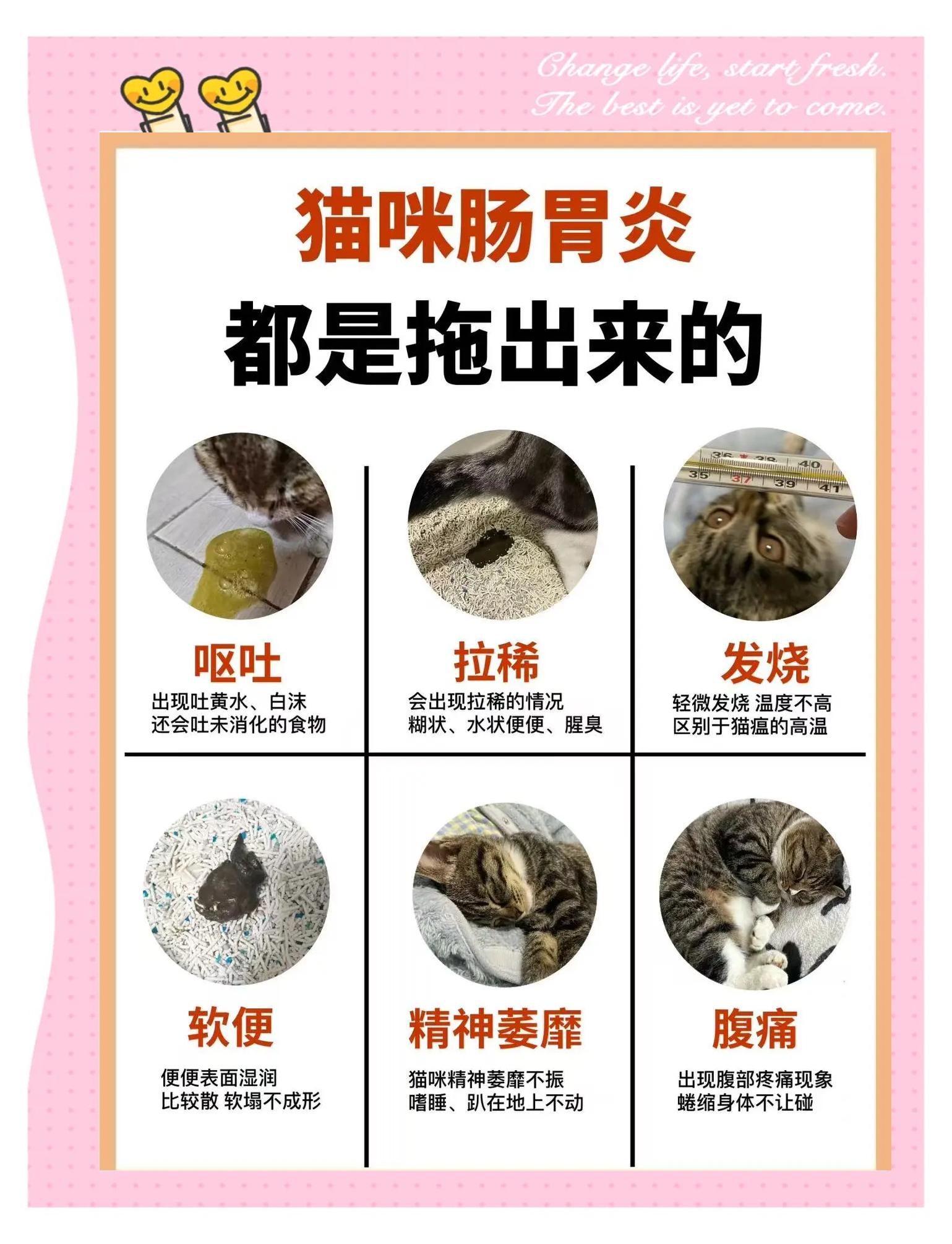 猫吐了一堆软化的猫粮和黄水(猫吐了一堆软化的猫粮需要停食停水吗) 猫吐了一堆软化的猫粮和黄水(猫吐了一堆软化的猫粮需要停食停水吗)