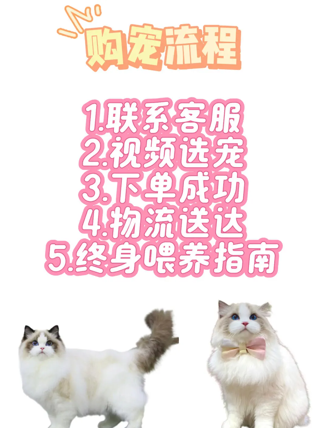 猫价格排名从便宜到贵(猫咪价格排行榜1100名) 猫价格排名从便宜到贵(猫咪价格排行榜1100名)