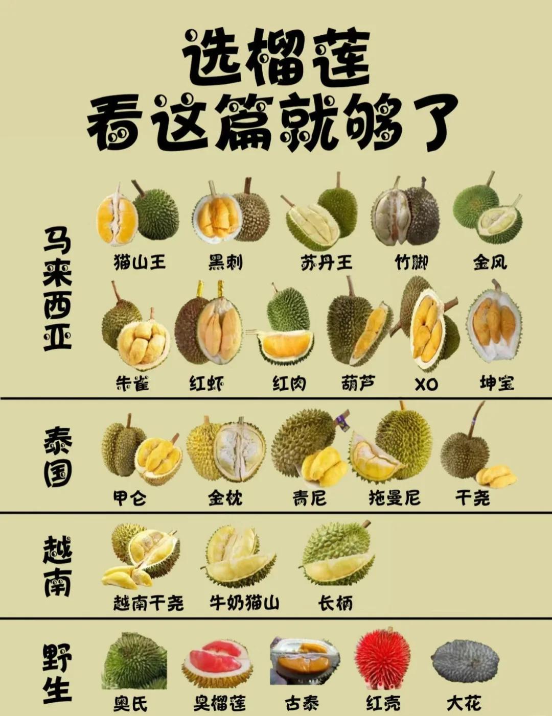榴莲成熟度辨认(榴莲成熟度怎么看) 榴莲成熟度辨认(榴莲成熟度怎么看)