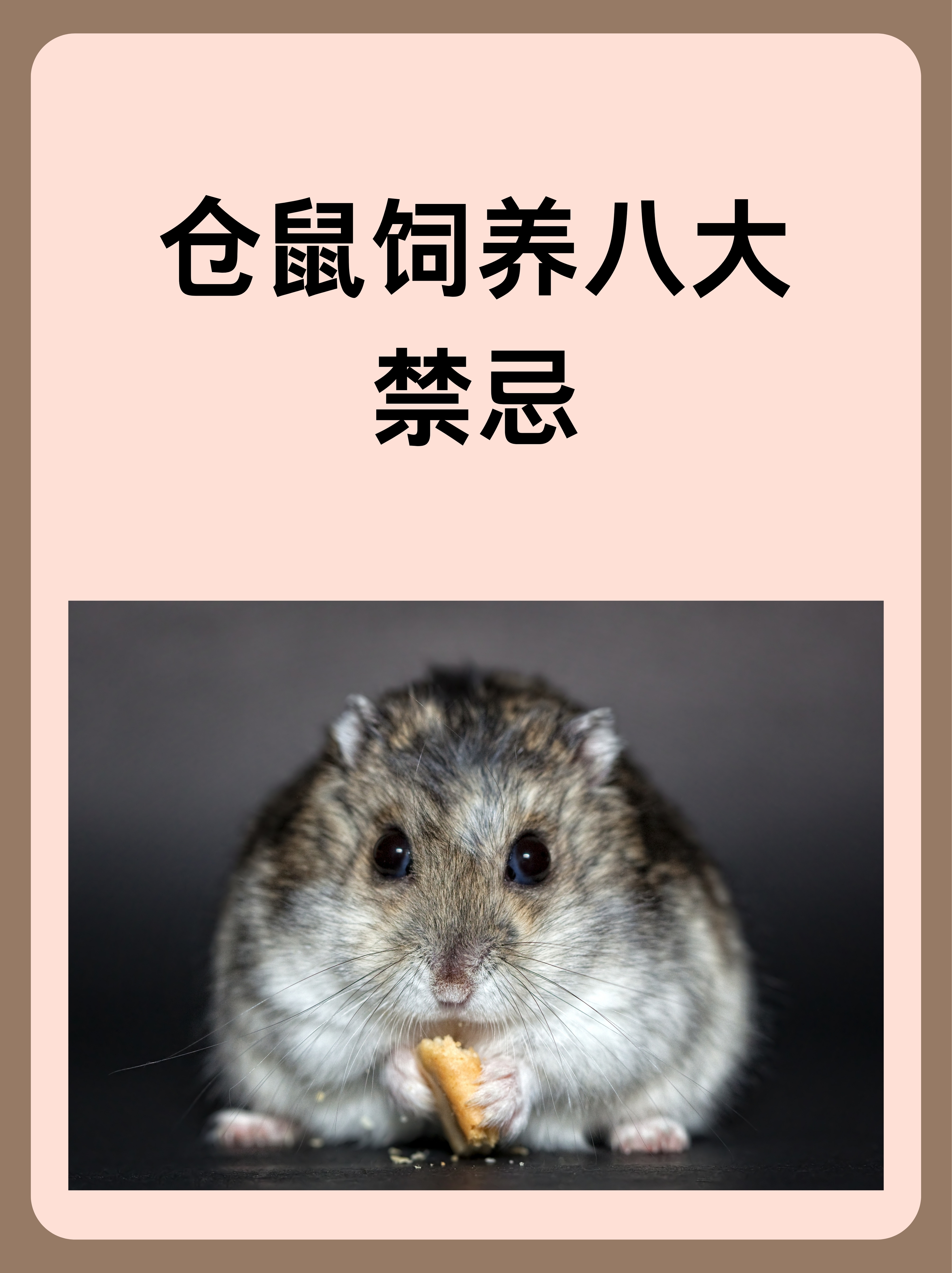 猫吃仓鼠吗(猫和仓鼠能一起养吗)