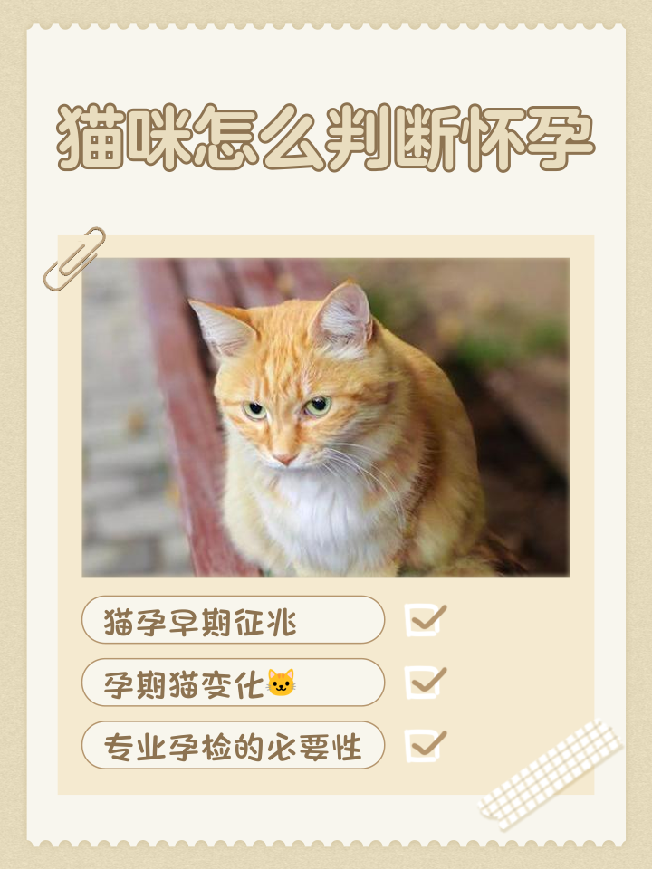 怎么判断猫咪生完了没有(怎么样才能判断猫咪生完没)