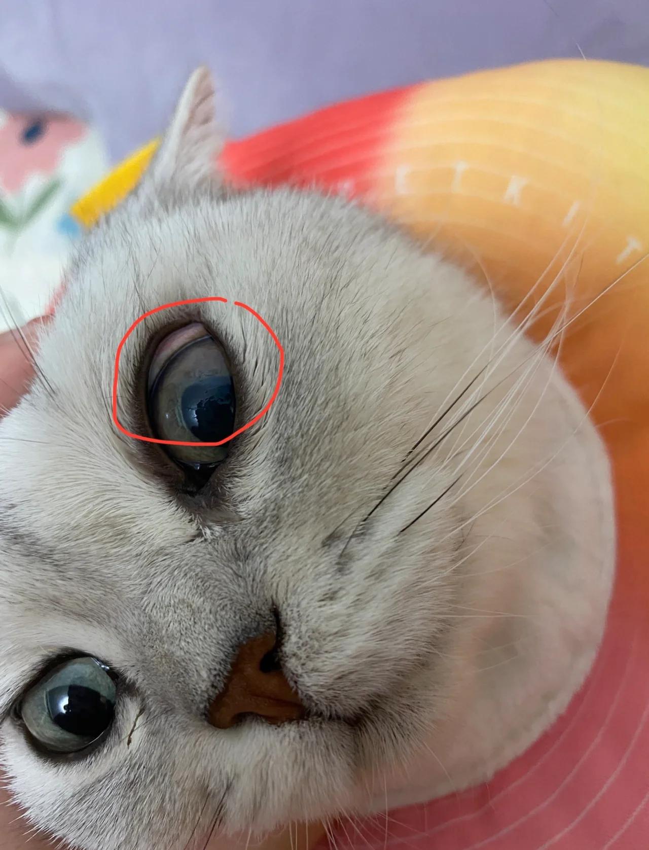 猫眼睛流脓一样的眼屎用什么药(猫眼睛流脓一样的眼屎是怎么回事) 猫眼睛流脓一样的眼屎用什么药(猫眼睛流脓一样的眼屎是怎么回事)