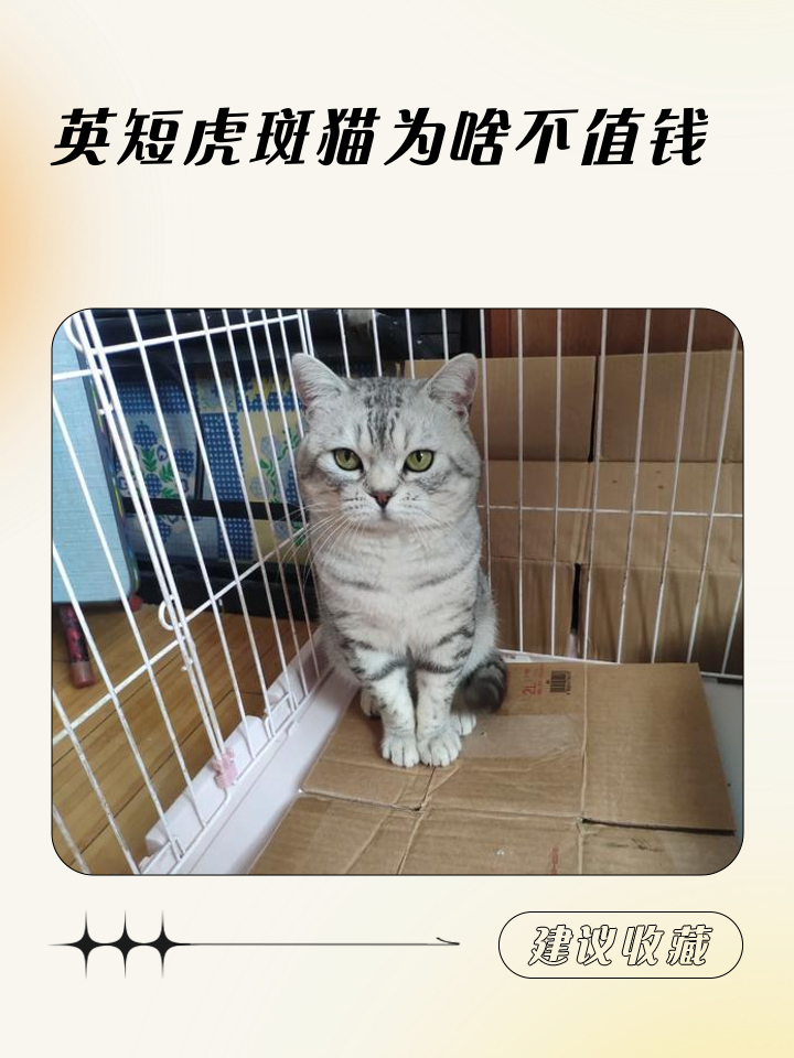美短幼猫失败品相(美短幼猫失败品相怎么办)