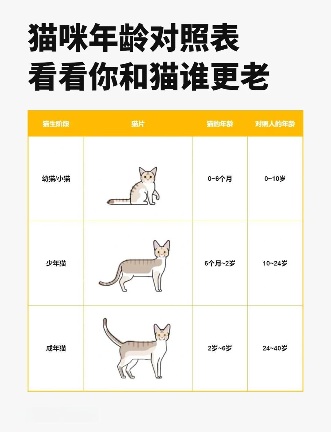 一年猫相当于几岁(女人长期养猫的后果) 一年猫相当于几岁(女人长期养猫的后果)
