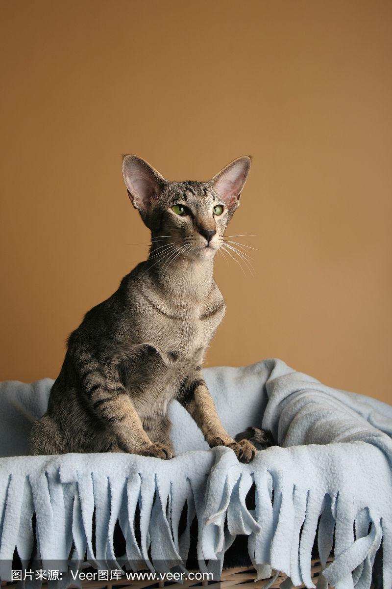 东方猫(东方猫一般人养不了)