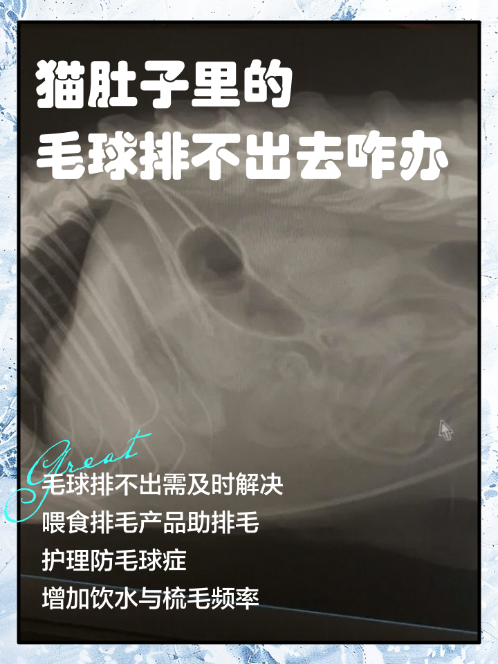 猫的肚子有气泡响声(猫的肚子有气泡响声还拉肚子但是精神状态良好)