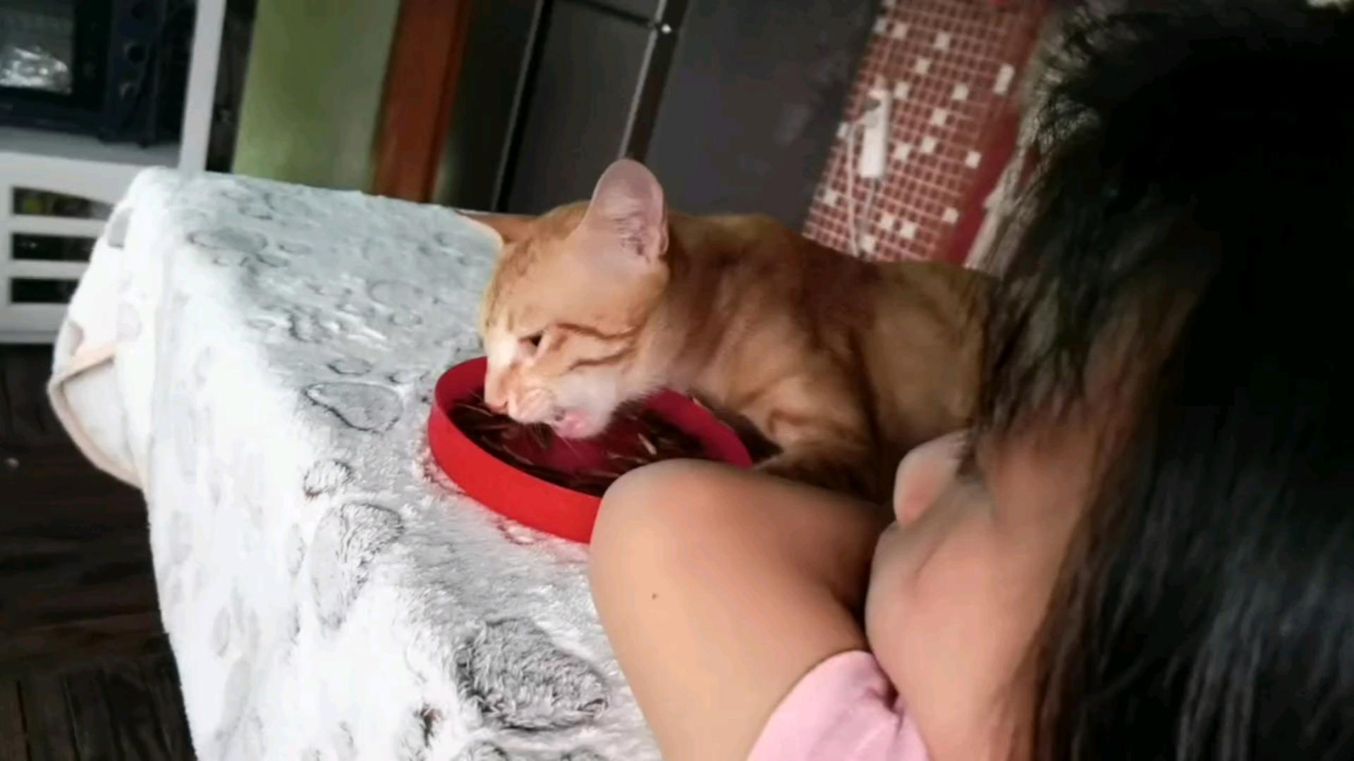 包含猫能吃瓜子仁吗的词条