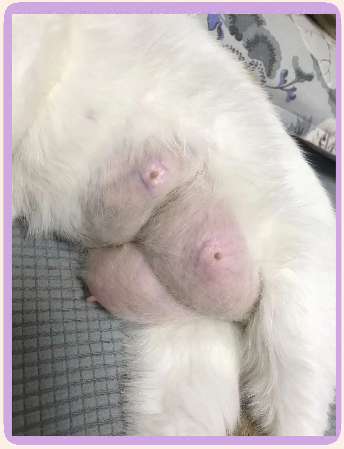 母猫乳房里面特别大硬块(母猫乳房里面特别大硬块是什么) 母猫乳房里面特别大硬块(母猫乳房里面特别大硬块是什么)
