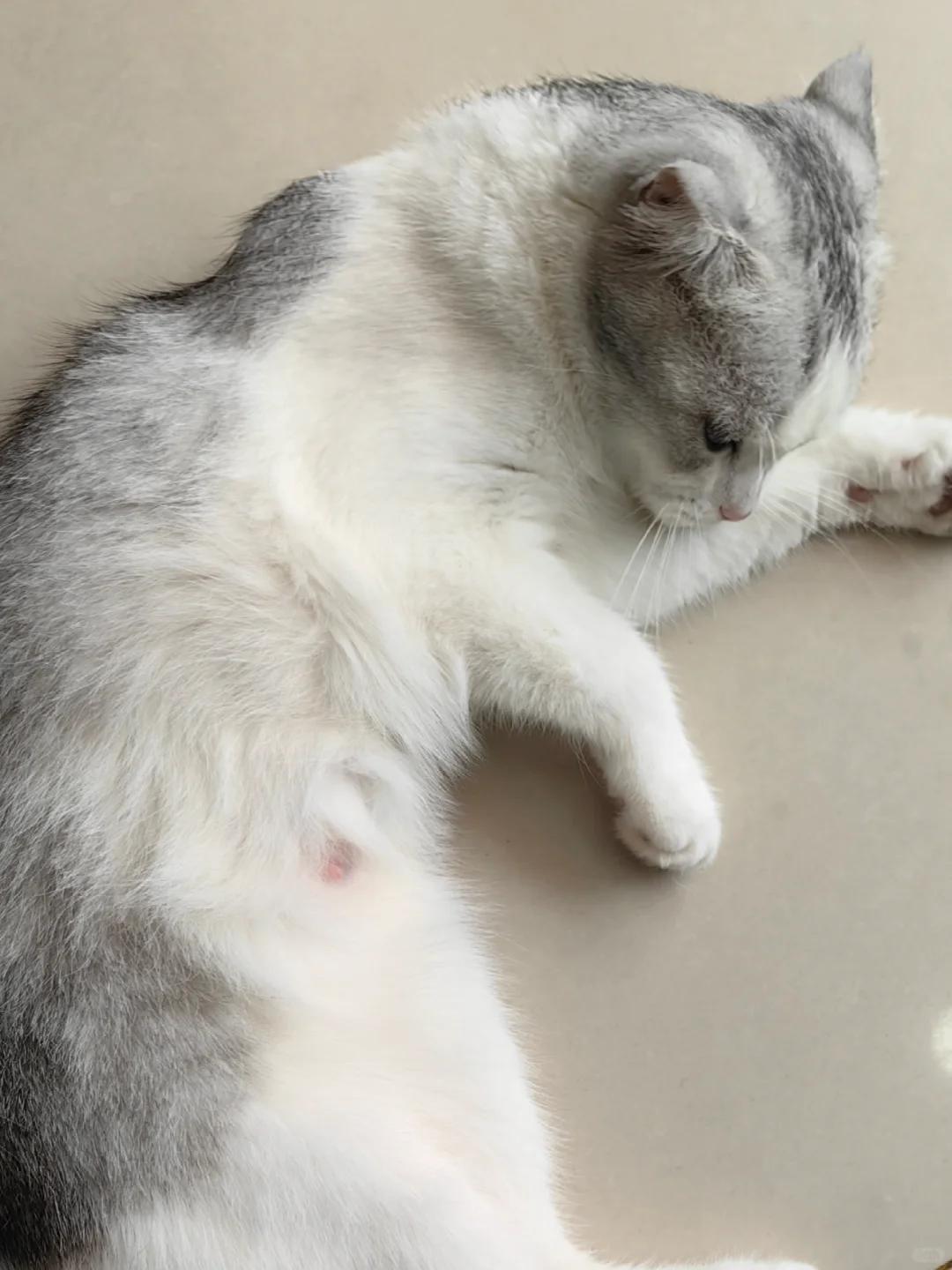 母猫乳房里面特别大硬块(母猫乳房里面特别大硬块是什么) 母猫乳房里面特别大硬块(母猫乳房里面特别大硬块是什么)