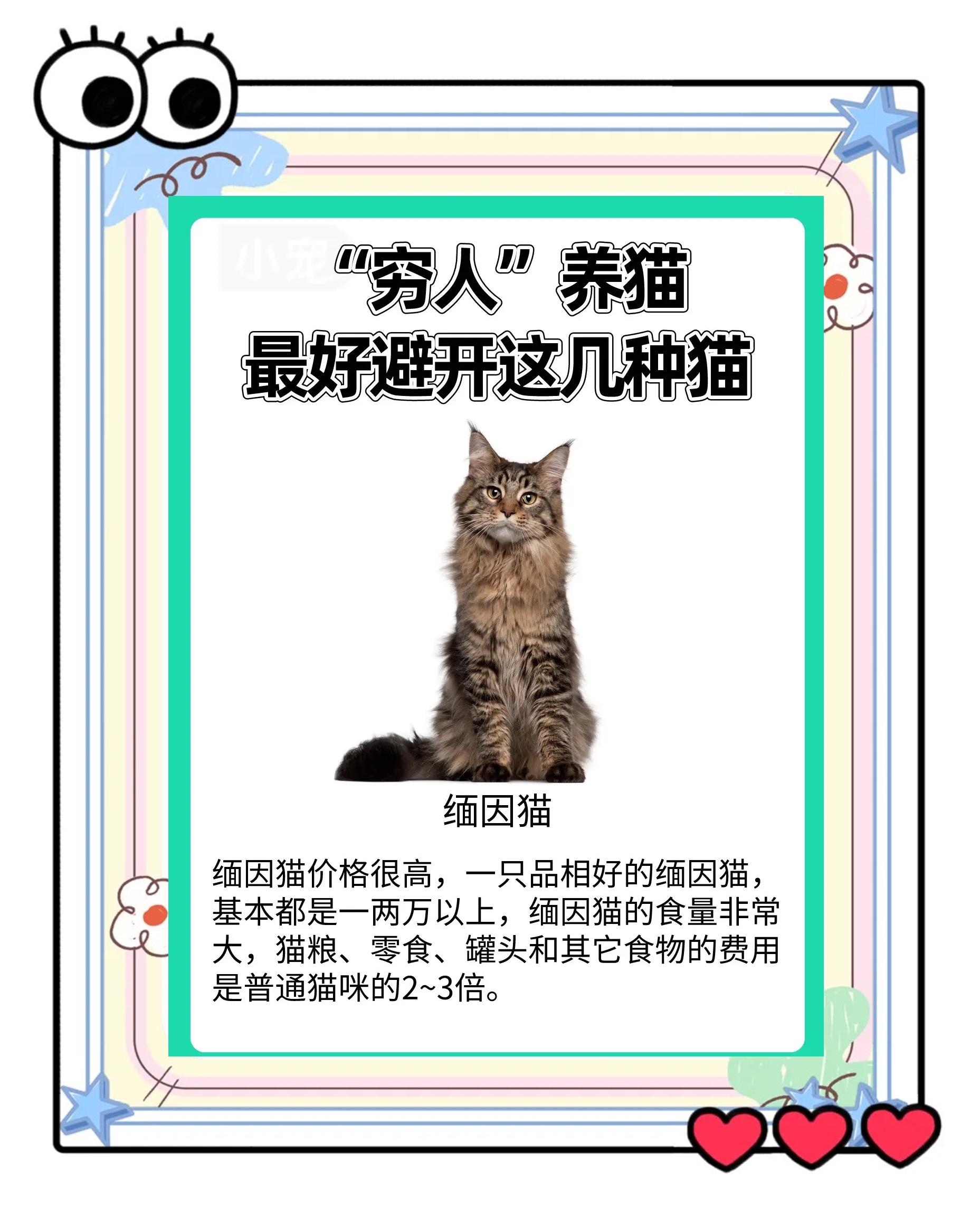为什么养猫就没有蟑螂(家里有蟑螂怎么彻底消灭) 为什么养猫就没有蟑螂(家里有蟑螂怎么彻底消灭)