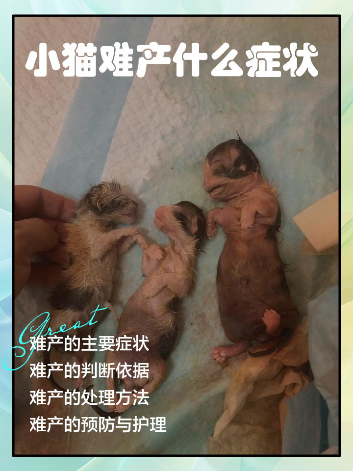母猫难产的表现(母猫难产母猫会死吗) 母猫难产的表现(母猫难产母猫会死吗)