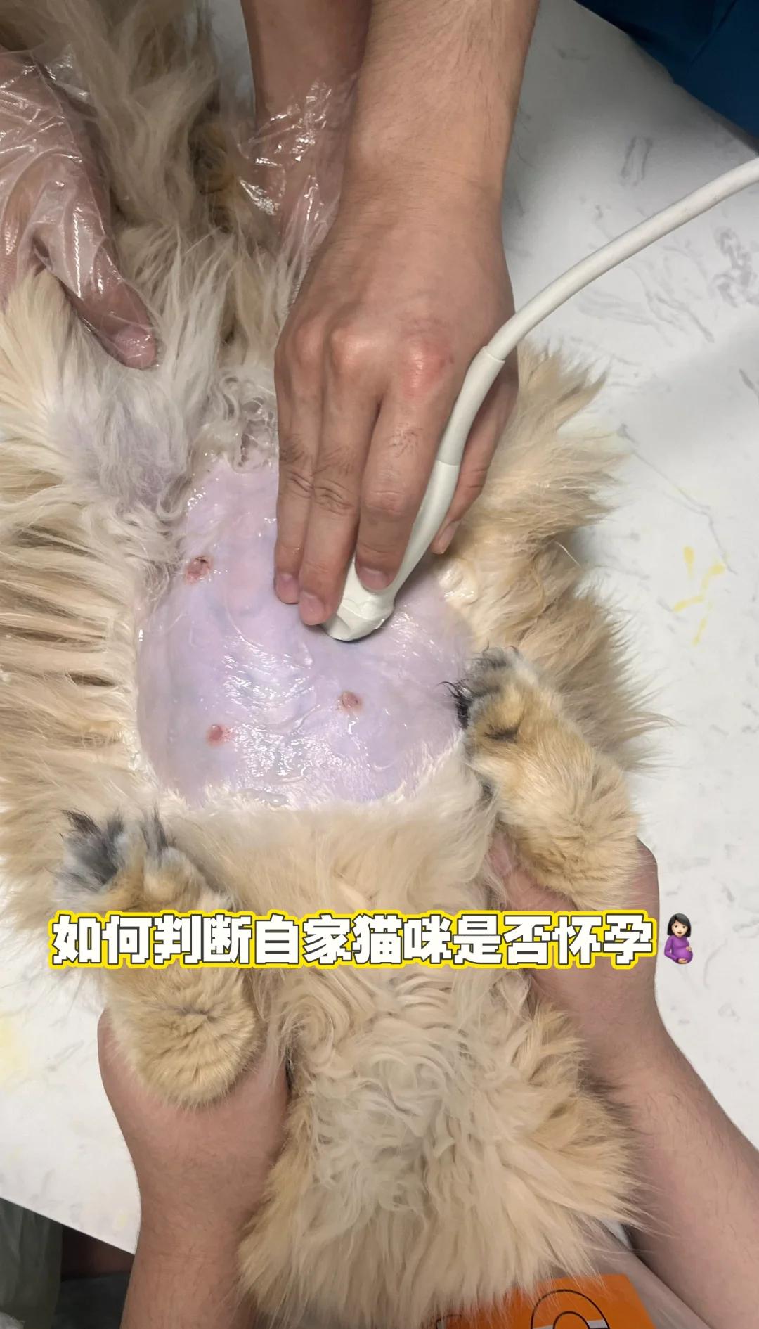 母猫难产的表现(母猫难产母猫会死吗) 母猫难产的表现(母猫难产母猫会死吗)