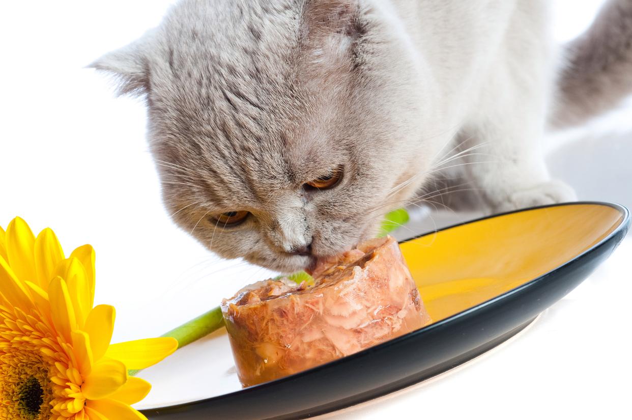 猫咪可以吃猪肉吗(猫咪吃猪肉吗会怎么样)