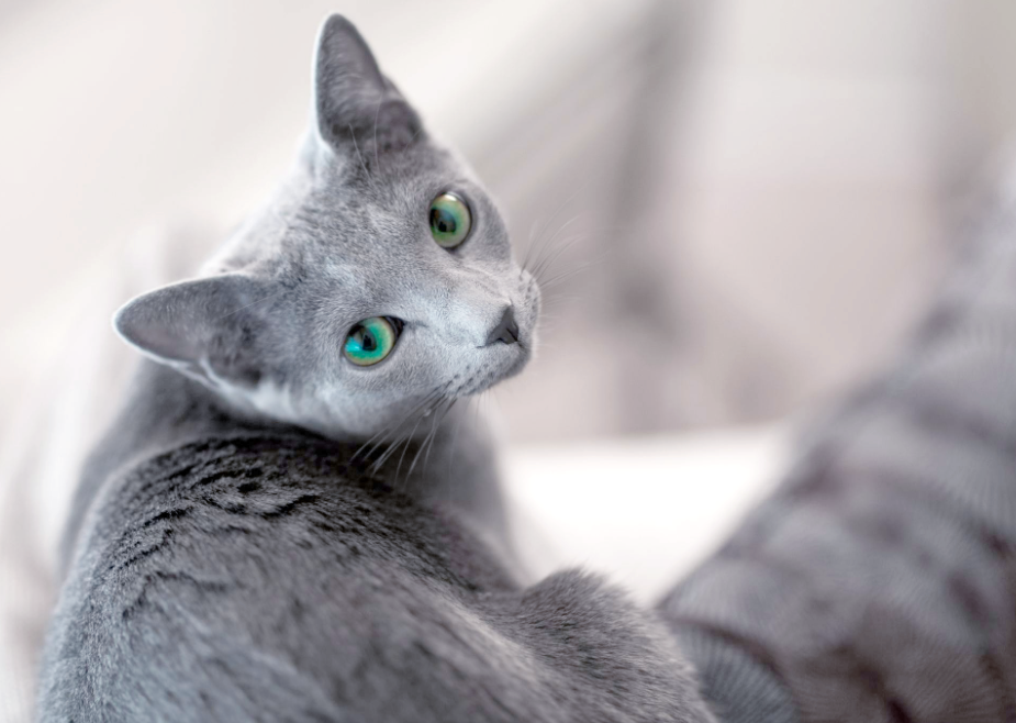 名贵猫品种图片(名贵猫和普通猫的区别)