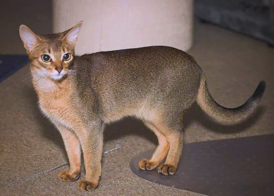 名贵猫品种图片(名贵猫和普通猫的区别)