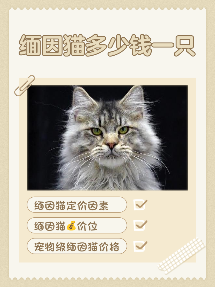 宠物猫的品种及价格(建议穷人养的10种猫)