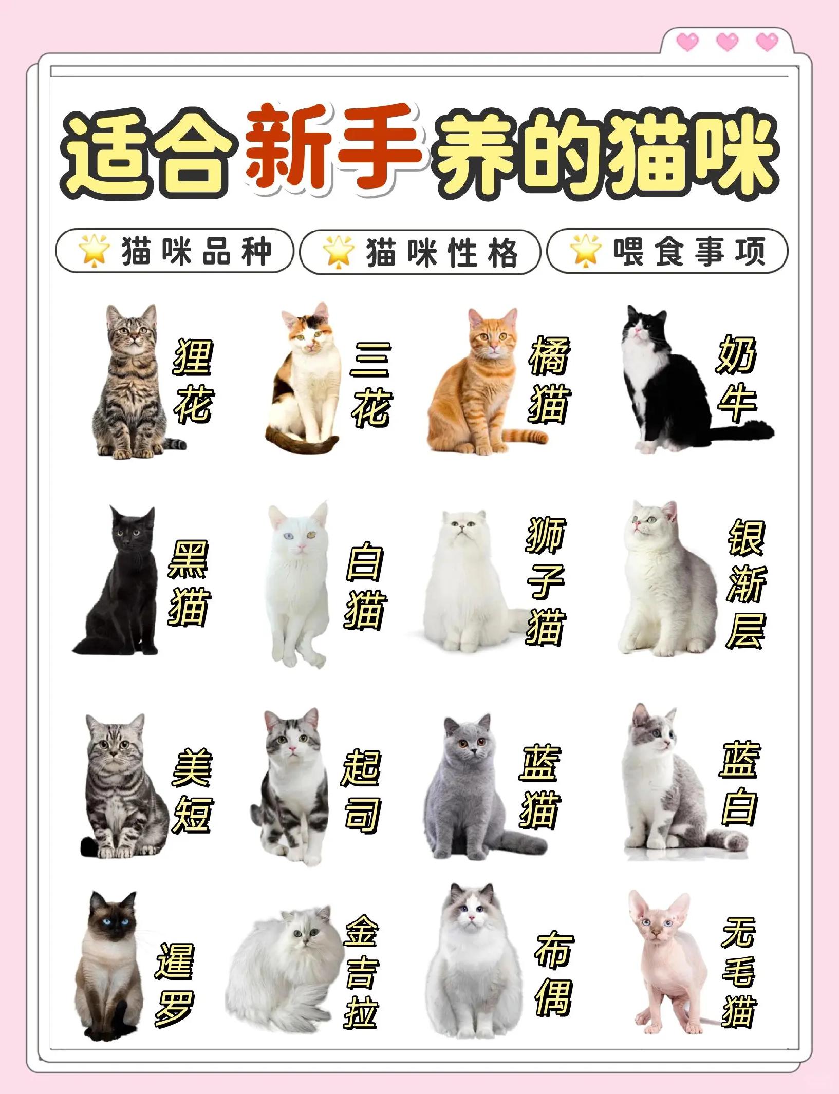 宠物猫的品种及价格(建议穷人养的10种猫)