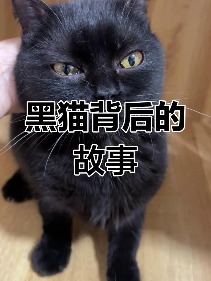 黑色英短猫多少钱一只(黑色英短猫多少钱一只图片) 黑色英短猫多少钱一只(黑色英短猫多少钱一只图片)