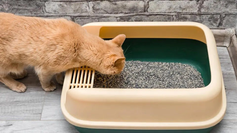 猫砂可以冲进马桶吗(买不起猫砂用什么代替) 猫砂可以冲进马桶吗(买不起猫砂用什么代替)