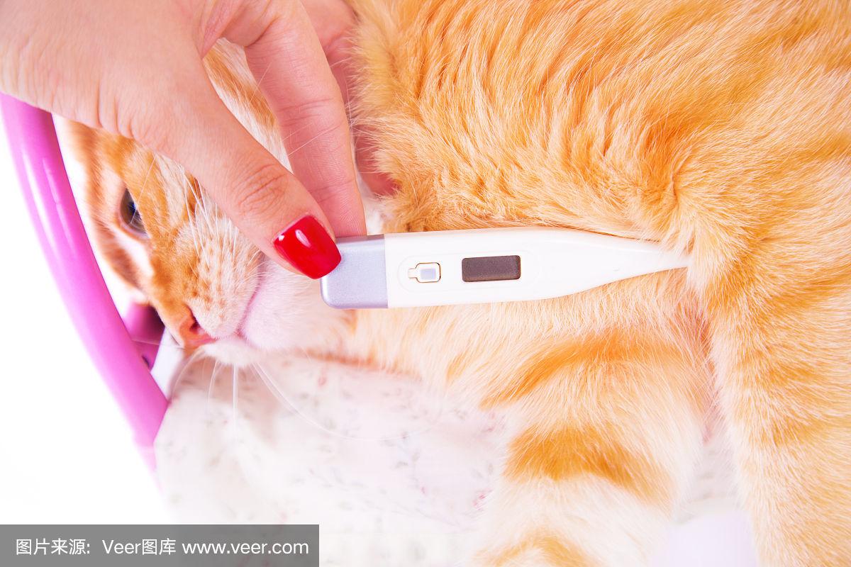 猫的体温正常是多少度(猫的体温正常是多少度左右) 猫的体温正常是多少度(猫的体温正常是多少度左右)