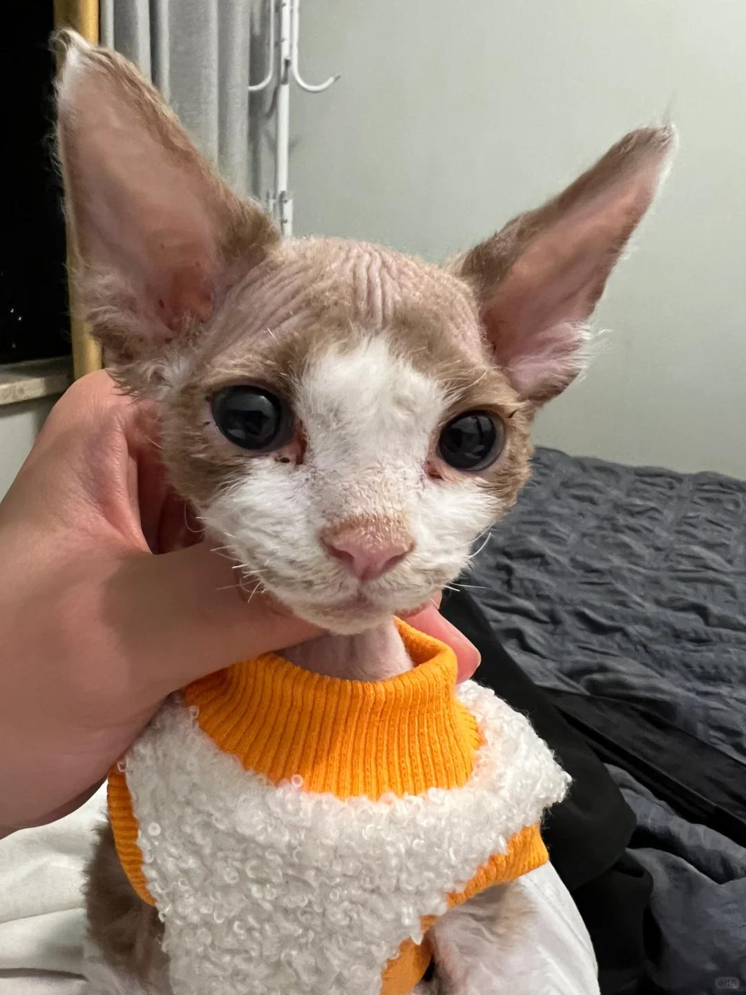 猫的正常体温是多少度(猫瘟17天表现症状图)
