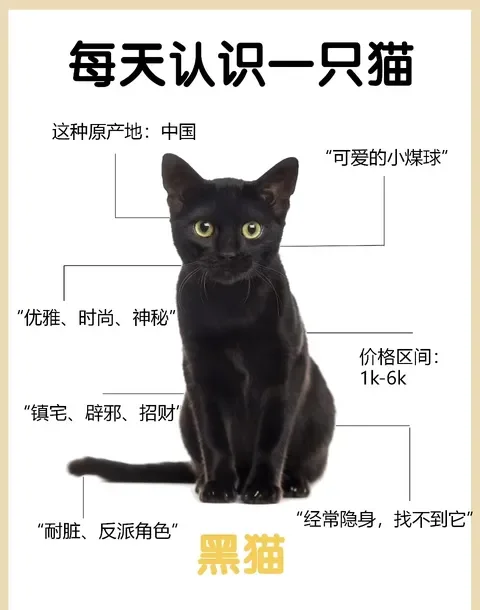 乌云盖雪猫进屋寓意(乌云盖雪猫又叫招财猫吗)