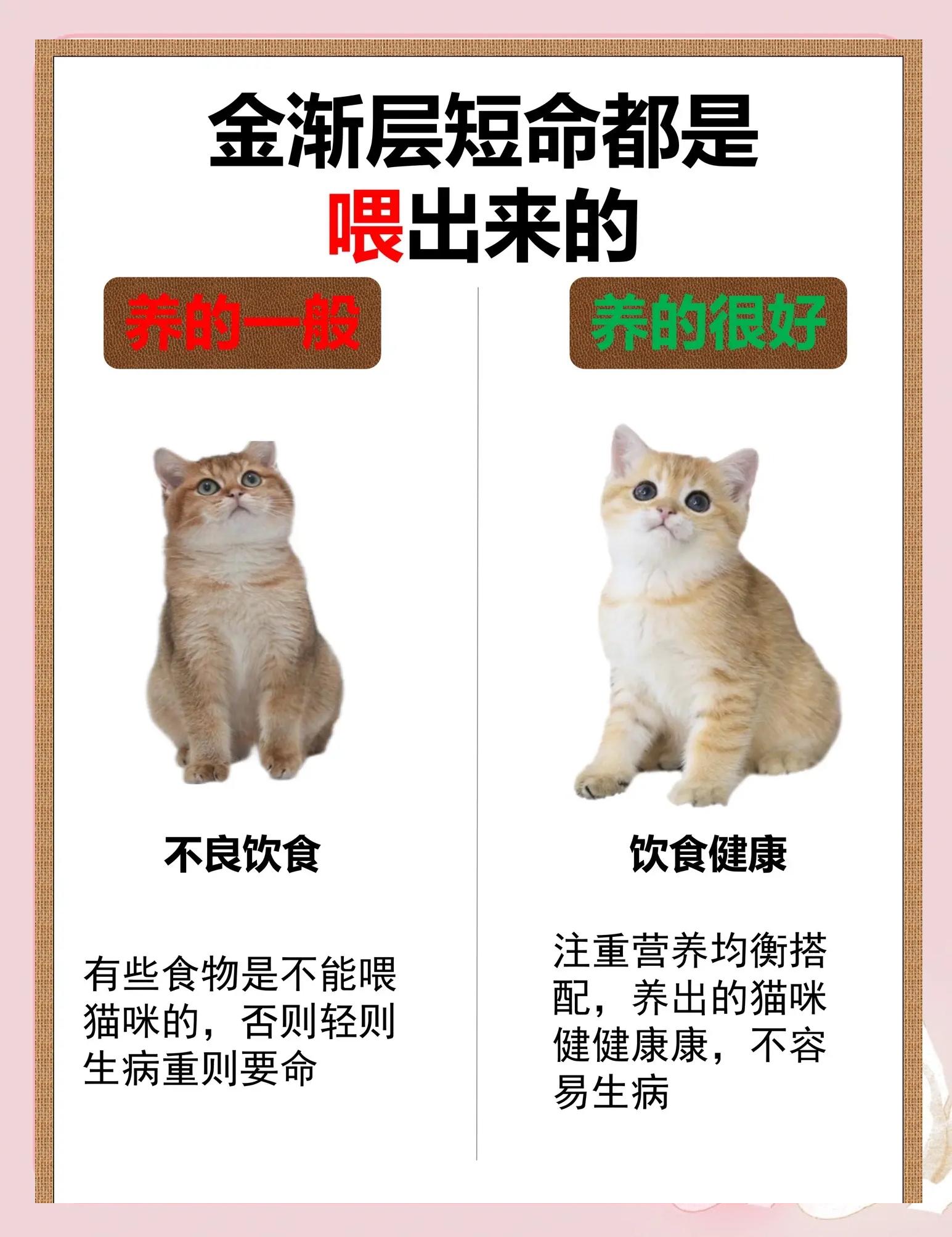 猫能吃西兰花吗(猫咪可以吃西兰花么)