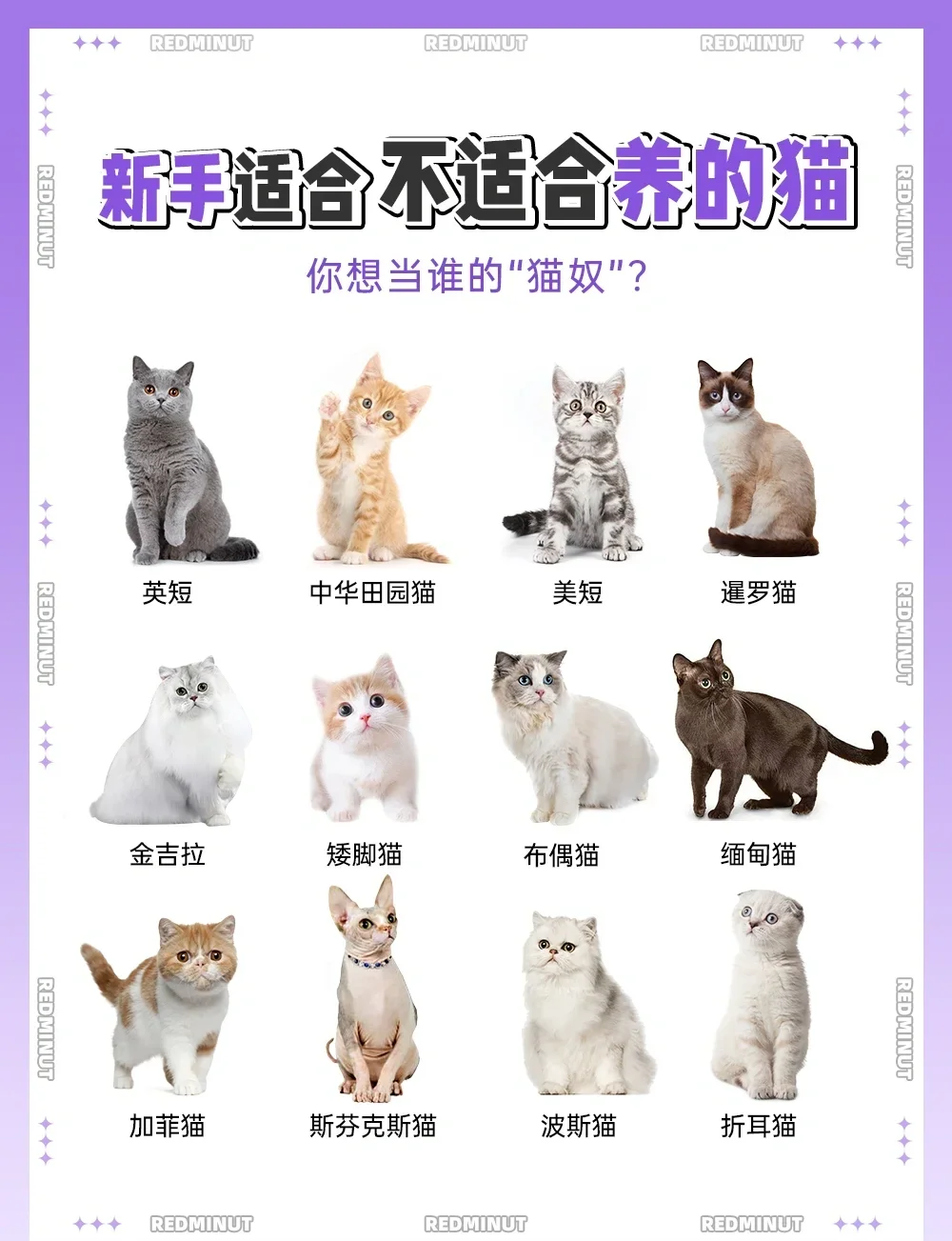 折耳猫价格(折耳猫价格表一览) 折耳猫价格(折耳猫价格表一览)