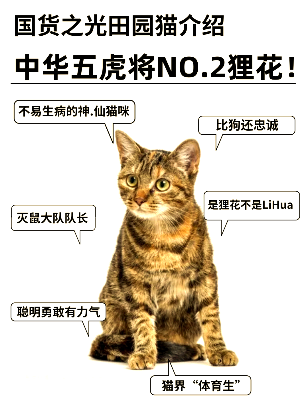 狸花猫是什么品种(灰色狸花猫是什么品种) 狸花猫是什么品种(灰色狸花猫是什么品种)