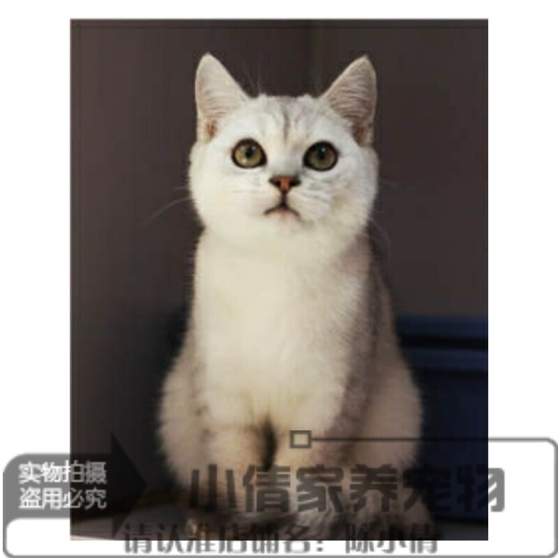 欧洲短毛猫(欧洲短毛猫与东方短毛猫有什么区别)