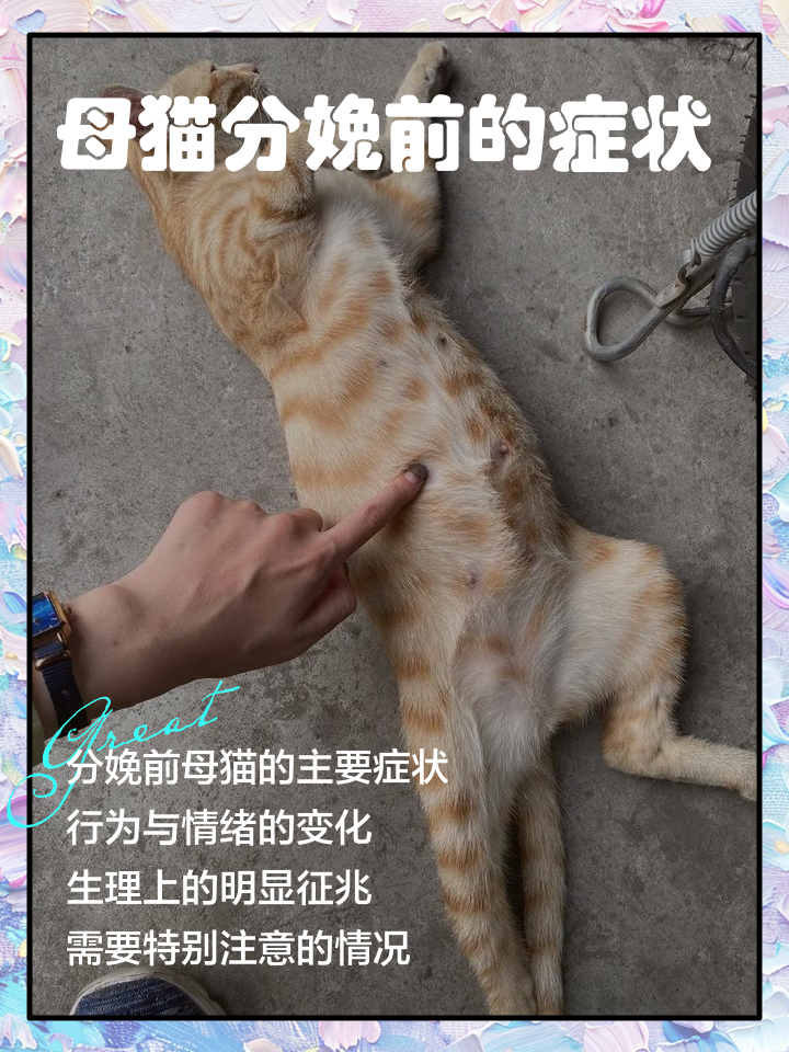 猫咪生产过程要多久(猫猫生产需要多长时间) 猫咪生产过程要多久(猫猫生产需要多长时间)