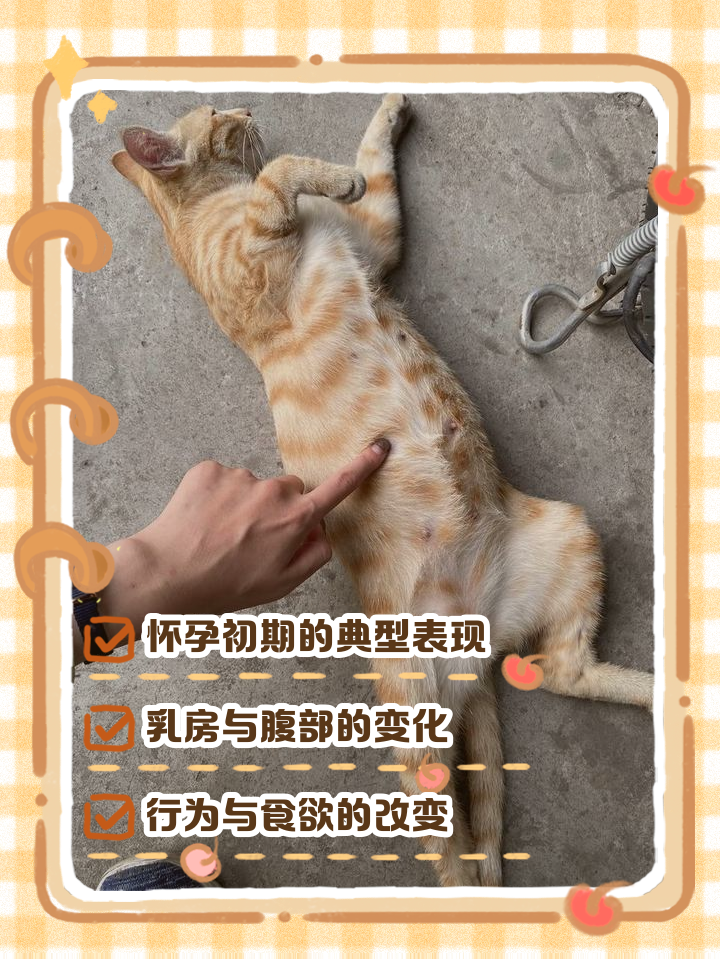 猫咪生产过程要多久(猫猫生产需要多长时间) 猫咪生产过程要多久(猫猫生产需要多长时间)