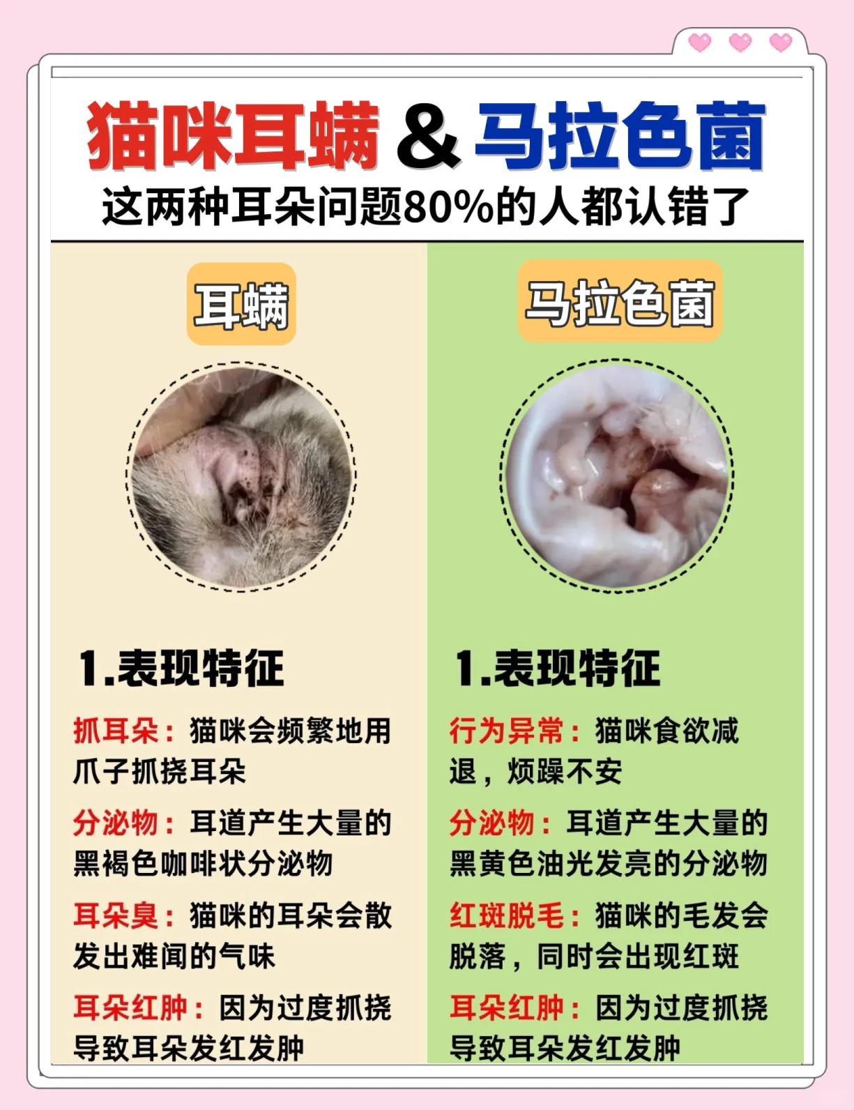 猫耳螨的症状(猫耳螨症状表现) 猫耳螨的症状(猫耳螨症状表现)