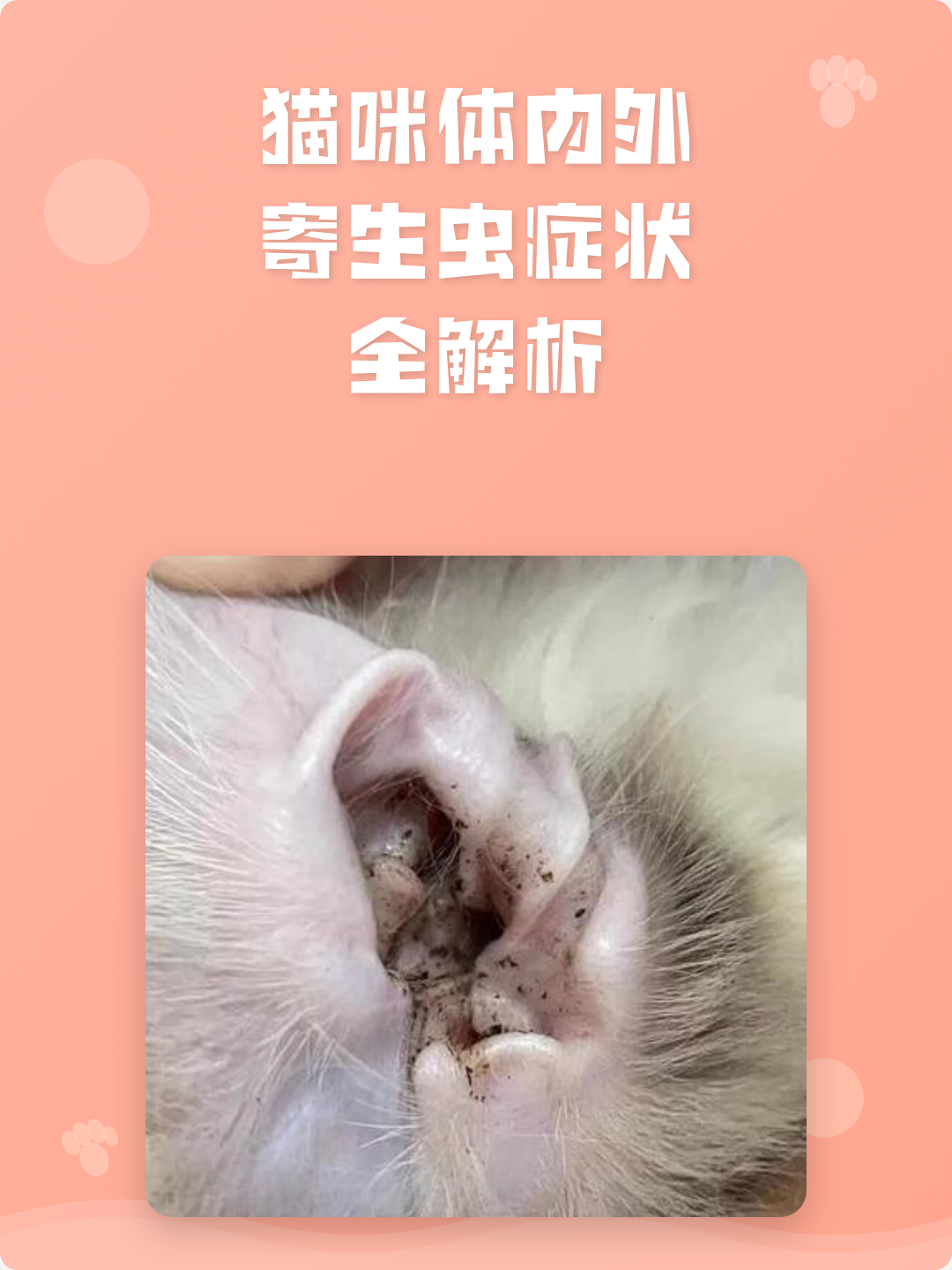 猫绦虫会传染给人吗(猫绦虫会传染给人吗 什么症状)