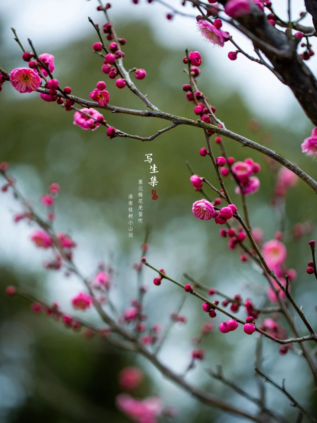 梅花b(梅花扳手型号规格)
