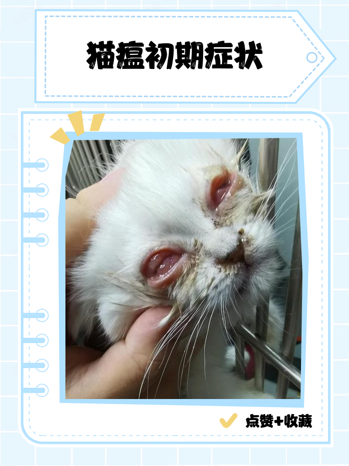 猫哮喘早期的症状(猫哮喘的症状视频教程)