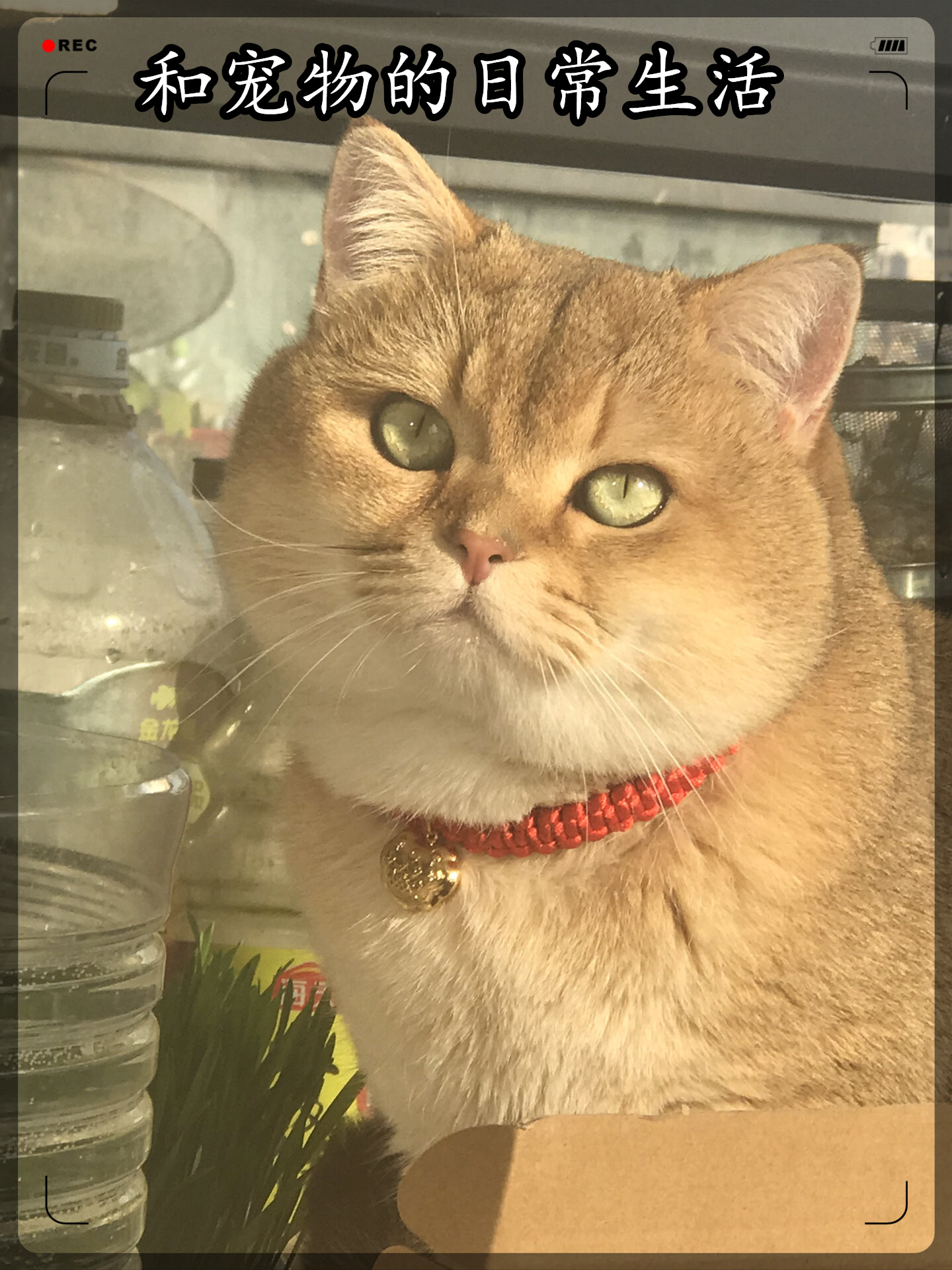绿眼睛的猫(绿眼睛的猫图片)