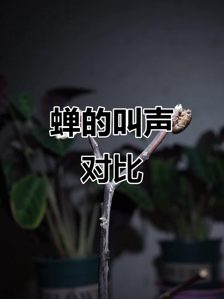 知了读音(知了 拼音) 知了读音(知了 拼音)
