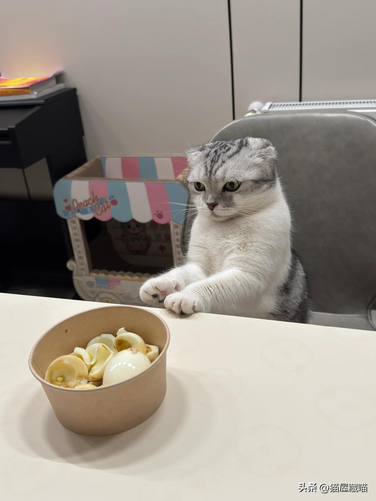 猫都吃什么(流浪猫都吃什么)