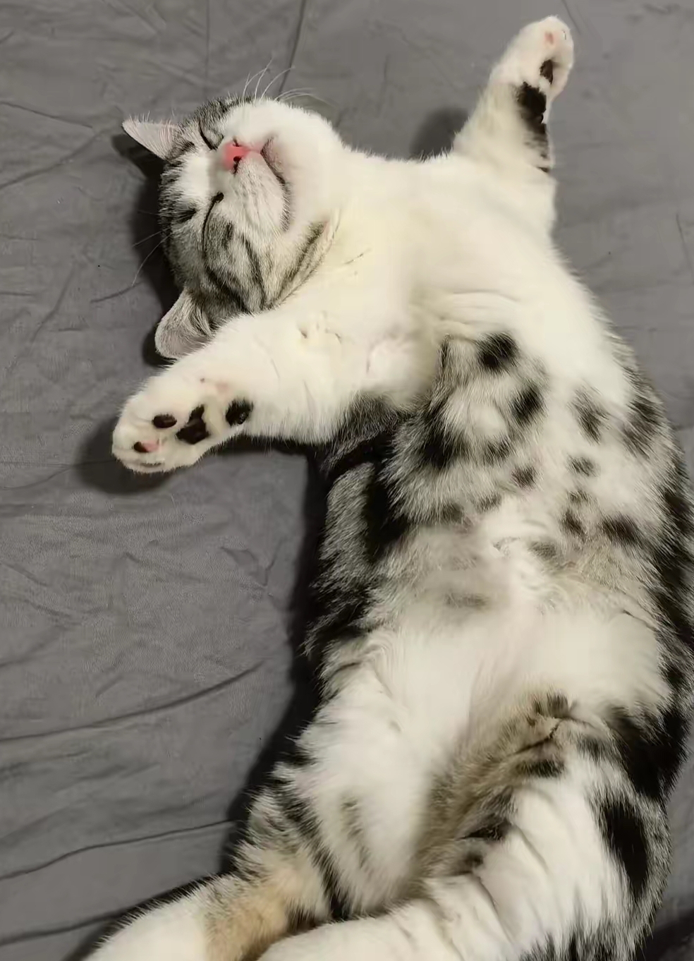 猫睡姿看性格图解(猫睡觉姿势含义图解)