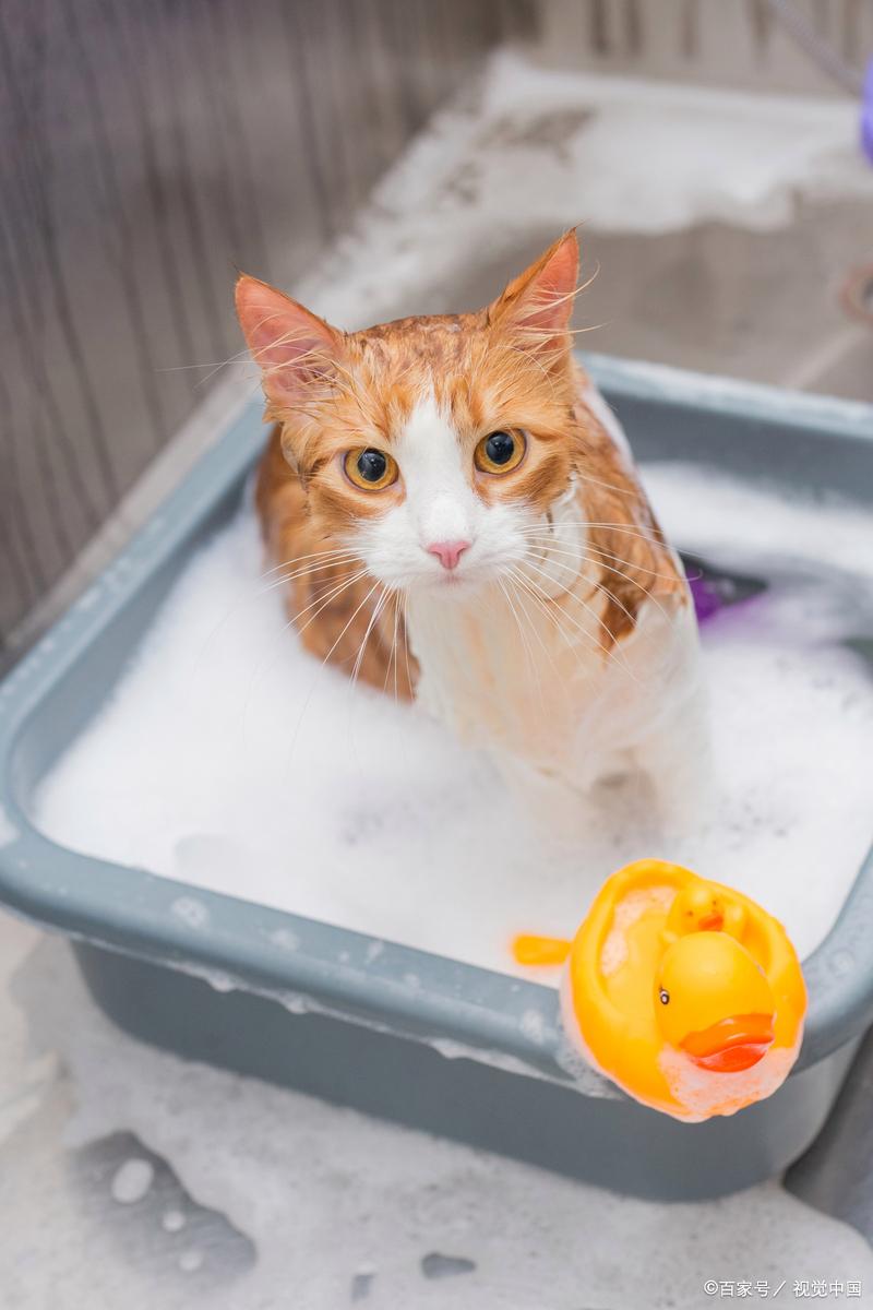 小猫咪多大可以洗澡(小猫咪多大可以洗澡驱虫)