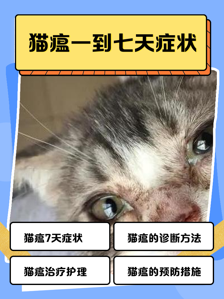 折耳猫发病症状(折耳猫发病症状怎么治疗) 折耳猫发病症状(折耳猫发病症状怎么治疗)