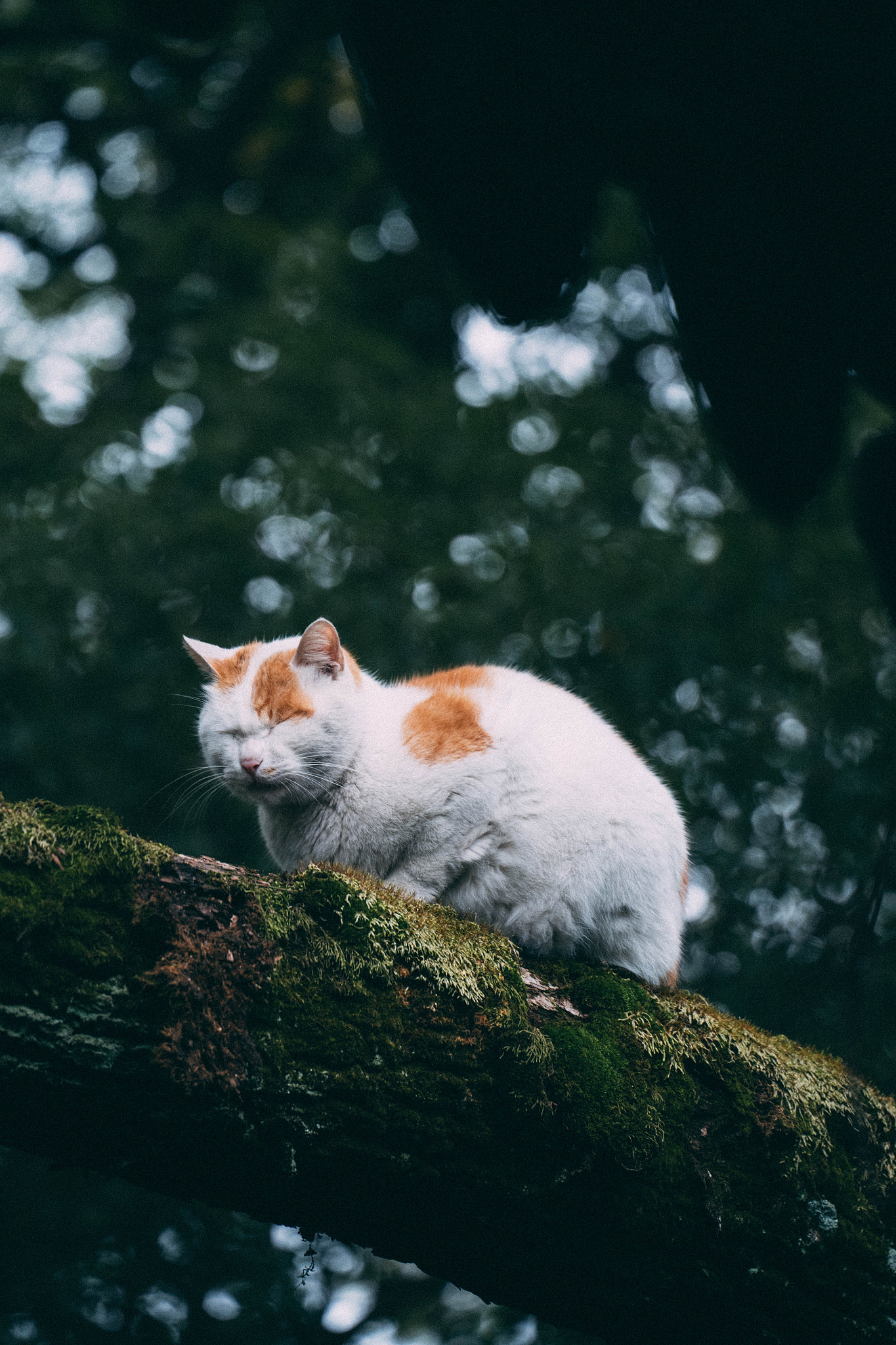 猫重复喵呜是什么意思(猫一直喵喵叫是怎么回事) 猫重复喵呜是什么意思(猫一直喵喵叫是怎么回事)