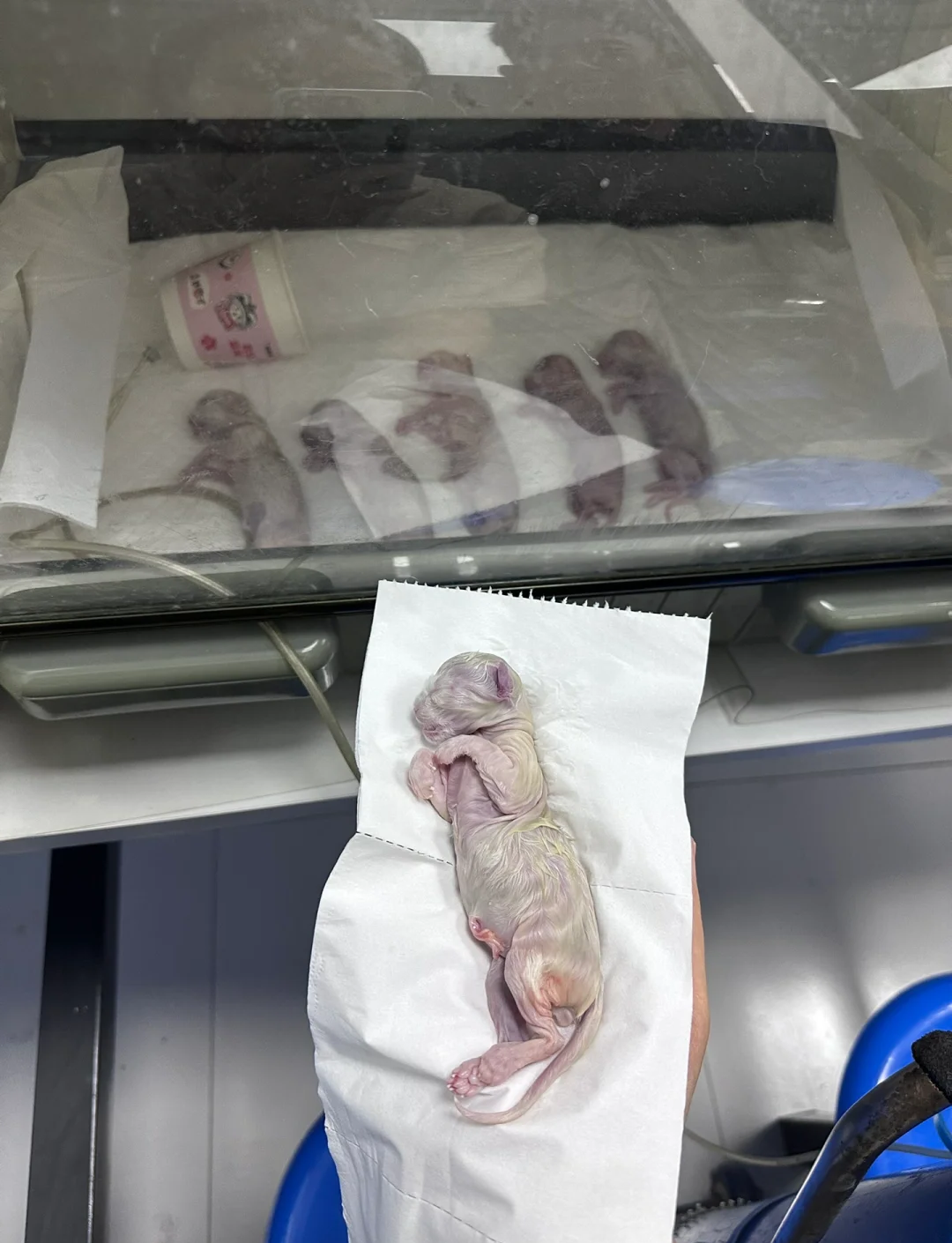 母猫羊水破了图(母猫羊水破了之后多久宫缩)