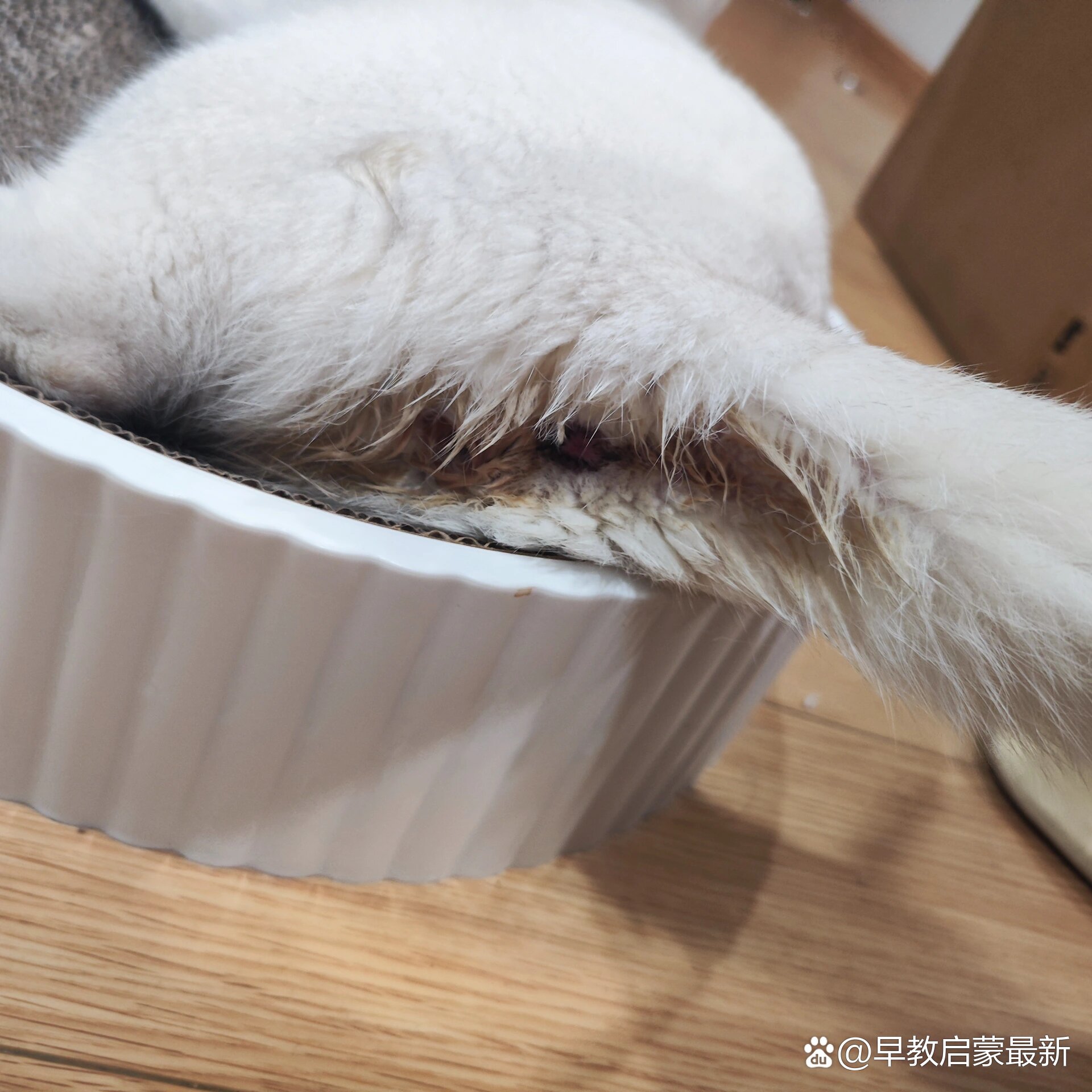母猫羊水破了图(母猫羊水破了之后多久宫缩)