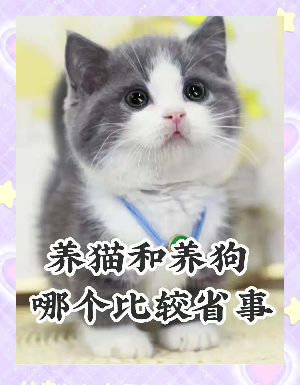 养猫和养狗哪个费钱(猫重感情还是狗重感情) 养猫和养狗哪个费钱(猫重感情还是狗重感情)