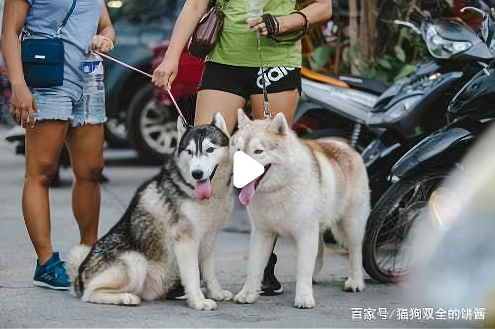 养猫和养狗哪个费钱(猫重感情还是狗重感情) 养猫和养狗哪个费钱(猫重感情还是狗重感情)