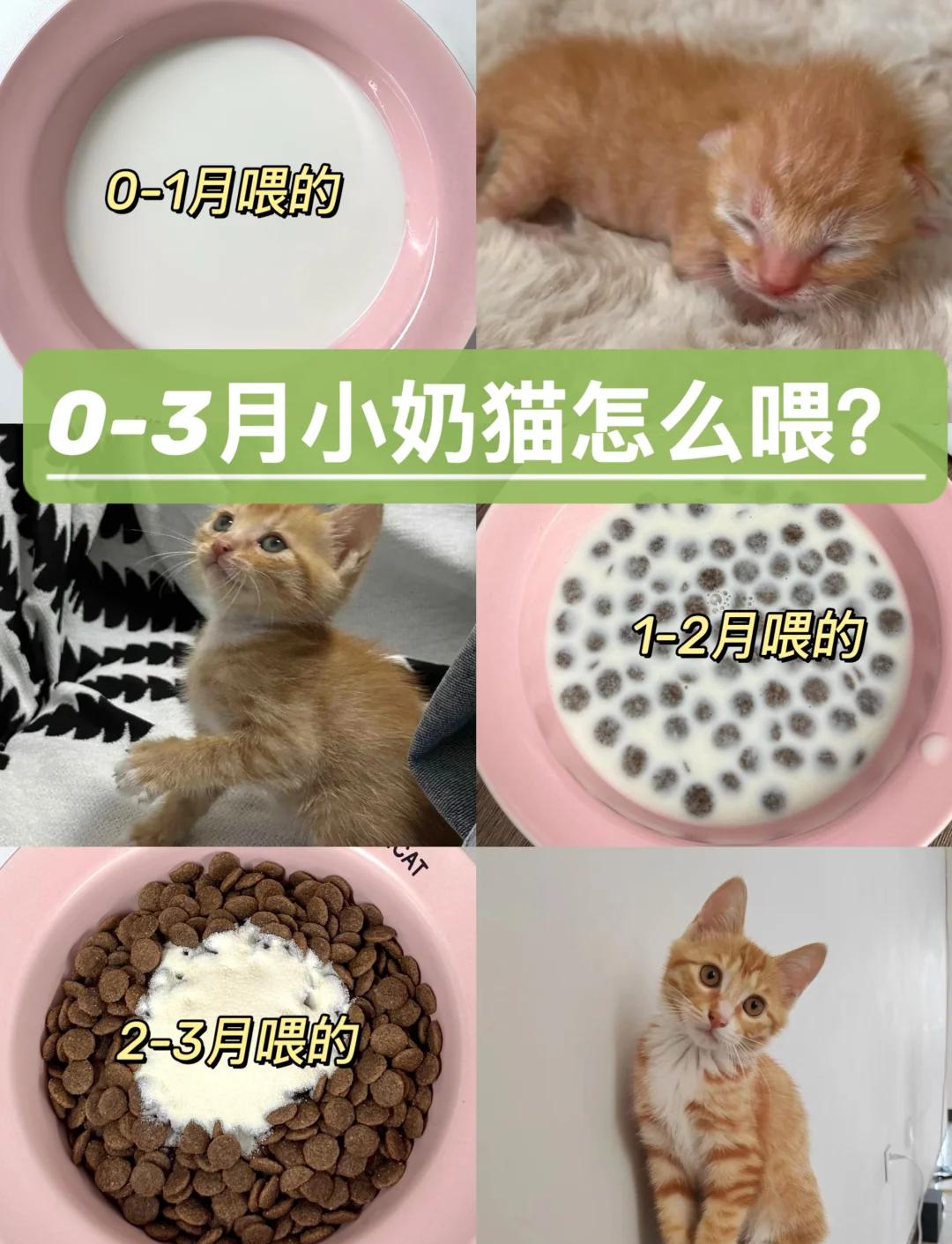 幼猫能吃蛋黄吗(幼猫能吃蛋黄吗?) 幼猫能吃蛋黄吗(幼猫能吃蛋黄吗?)