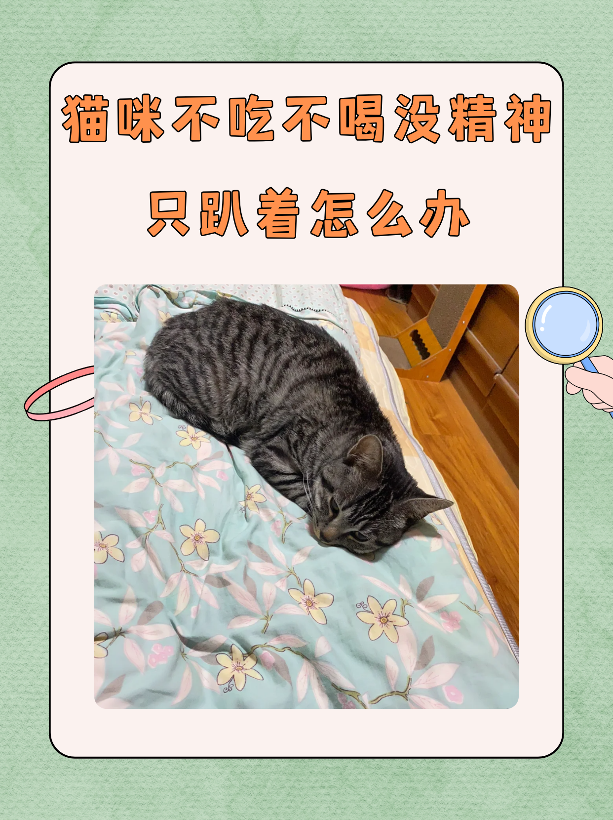 幼猫不吃东西怎么办(幼猫不吃东西怎么办很虚弱)