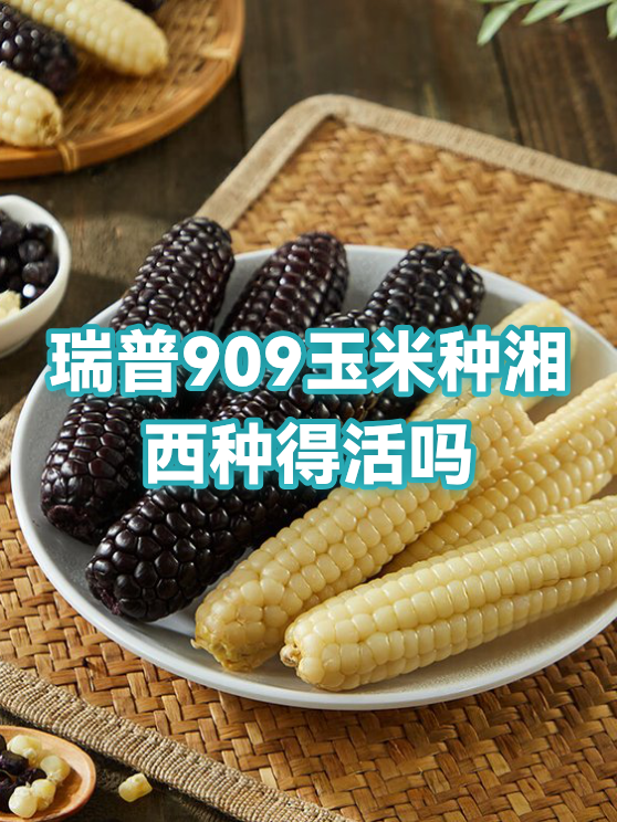 瑞普909(瑞普909D产品介绍) 瑞普909(瑞普909D产品介绍)